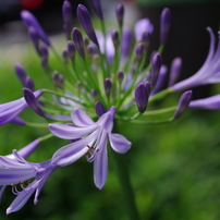 PENTAX(ペンタックス)のレンズ HD PENTAX-DA 35mmF2.8 Macro Limited