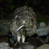 CANON(キヤノン)のレンズ EF300mm F2.8L IS USM で撮影した写真(画像