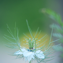 SIGMA(シグマ)のレンズ APO 50-150mm F2.8 II EX DC HSM (ペンタックス
