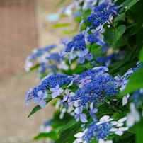 TAMRON(タムロン)のレンズ SP AF 28-75mm F/2.8 XR Di LD Aspherical