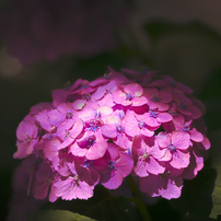 作例あり。コシナフォクトレンダー　50mmF2 COSINA(コシナ)のレンズ フォクトレンダー APO-LANTHAR 50mm F2