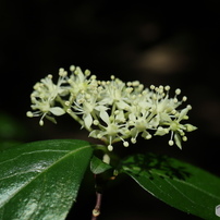 CANON(キヤノン)のレンズ EF-M28mm F3.5 マクロ IS STM で撮影した写真