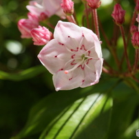CANON(キヤノン)のレンズ EF-M28mm F3.5 マクロ IS STM で撮影した写真