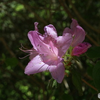 CANON(キヤノン)のレンズ EF-M28mm F3.5 マクロ IS STM で撮影した写真