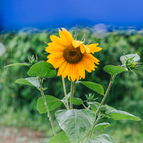 CANON(キヤノン)のレンズ EF50mm F1.8 II で撮影した写真(画像)一覧