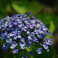 TAMRON(タムロン)のレンズ SP AF 17-50mm F/2.8 XR Di II LD
