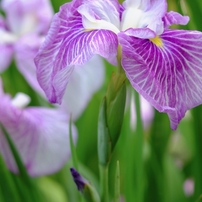 TAMRON(タムロン)のレンズ SP AF 180mm F/3.5 Di LD [IF] MACRO 1:1
