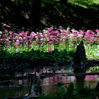 FUJIFILM(富士フイルム)のレンズ フジノンレンズ XF70-300mmF4-5.6 R