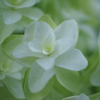 SIGMA(シグマ)のレンズ MACRO 50mmF2.8 EX DG (ﾐﾉﾙﾀ AF) で撮影した