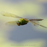 SONY(ソニー)のレンズ FE 200-600mm F5.6-6.3 G OSS SEL200600G で撮影