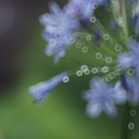 CANON(キヤノン)のレンズ EF135mm F2.8 で撮影した写真(画像)一覧