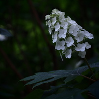 SIGMA(シグマ)のレンズ 60mm F2.8 DN ブラック [マイクロフォーサーズ