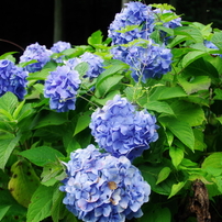 TAMRON(タムロン)のレンズ AF 18-200mm F/3.5-6.3 XR Di II LD