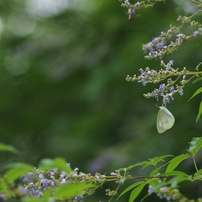 CANON(キヤノン)のレンズ EF135mm F2.8 で撮影した写真(画像)一覧