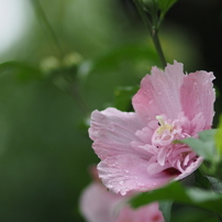 CANON(キヤノン)のレンズ EF135mm F2.8 で撮影した写真(画像)一覧