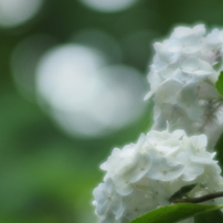 CANON(キヤノン)のレンズ EF135mm F2.8 で撮影した写真(画像)一覧