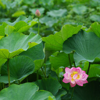 PENTAX(ペンタックス)のレンズ smc PENTAX-DA☆ 50-135mmF2.8ED AL[IF