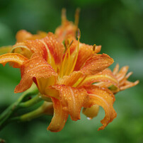 PENTAX(ペンタックス)のレンズ smc PENTAX-DA☆ 50-135mmF2.8ED AL[IF