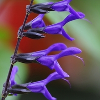 PENTAX(ペンタックス)のレンズ smc PENTAX-DA☆ 300㎜ F4ED [IF] SDM