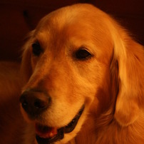DINA