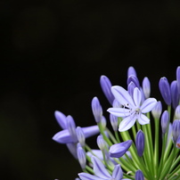 CANON(キヤノン)のレンズ EF-S55-250mm F4-5.6 IS STM で撮影した写真
