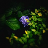 COSINA(コシナ)のレンズ フォクトレンダー APO-LANTHAR 50mm F2