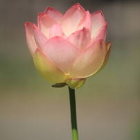 TAMRON(タムロン)のレンズ SP AF 180mm F/3.5 Di LD [IF] MACRO 1:1