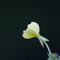 あさつゆの花