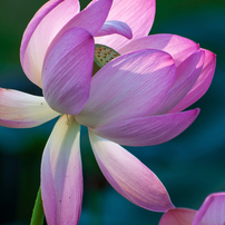 SIGMA(シグマ)のレンズ 70-300mm F4-5.6 DG MACRO (ｺﾆｶﾐﾉﾙﾀ AF) で撮影