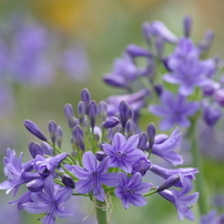 SIGMA(シグマ)のレンズ APO 70-300mm F4-5.6 DG MACRO (ﾍﾟﾝﾀｯｸｽ AF) で