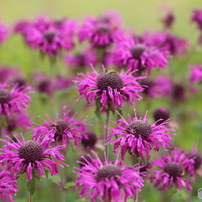 TAMRON(タムロン)のレンズ SP AF90mm F/2.8 Di MACRO 1:1 (Model272E