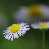 PENTAX(ペンタックス)のレンズ HD PENTAX-DA 35mmF2.8 Macro Limited
