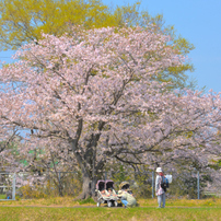 NIKON(ニコン)のレンズ AF-S DX VR Zoom-Nikkor 55-200mm f/4-5.6G IF