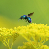 CANON(キヤノン)のレンズ EF300mm F2.8L IS II USM で撮影した写真