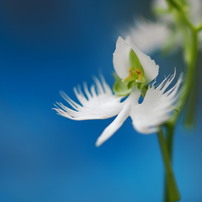 OLYMPUS(オリンパス)のレンズ ズイコーデジタル ED 50mm F2.0 Macro で