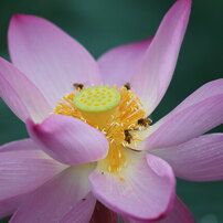 CANON(キヤノン)のレンズ EF300mm F2.8L IS USM で撮影した写真(画像
