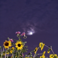 NIKON(ニコン)のレンズ Ai Nikkor 35mm f/1.4S で撮影した写真(画像