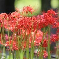 CANON(キヤノン)のレンズ EF300mm F2.8L IS II USM で撮影した写真