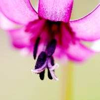 野の花たち