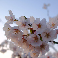 桜