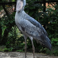 ハシビロコウの写真 画像 写真集 写真共有サイト Photohito