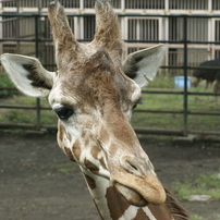 盛岡市動物公園　３