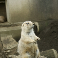 盛岡市動物公園　２