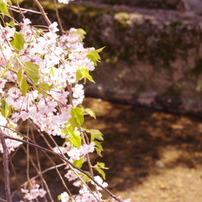 桜と川