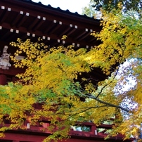 本土寺の紅葉1
