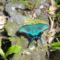 SONY Cyber-shot DSC-T900 作例あり 動作品 デジカメ DSC-T900 | デジタルスチルカメラ Cyber-shot サイバーショット | ソニー