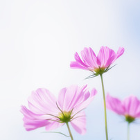 Cosmos