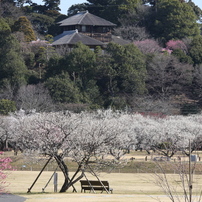 偕楽園の梅まつり