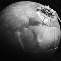 Onion