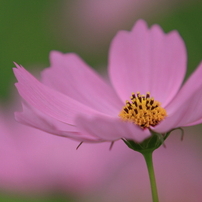 秋桜　- 桜色 -